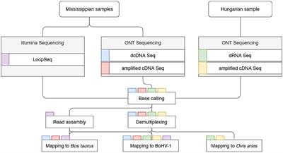 Dynamic Transcriptome Sequencing of Bovine Alphaherpesvirus Type 1 and Host Cells Carried Out by a Multi-Technique Approach